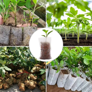 생분해 성 비직 재배 보육 가방은 무엇입니까?